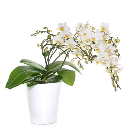 white orchids in pot